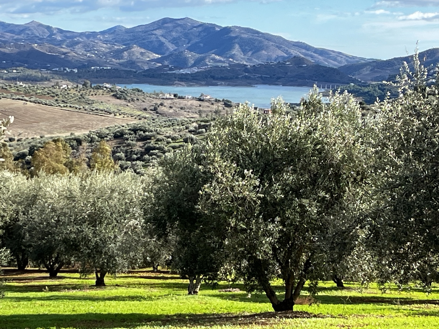 Olivar de Periana ante la sierra y el embalse