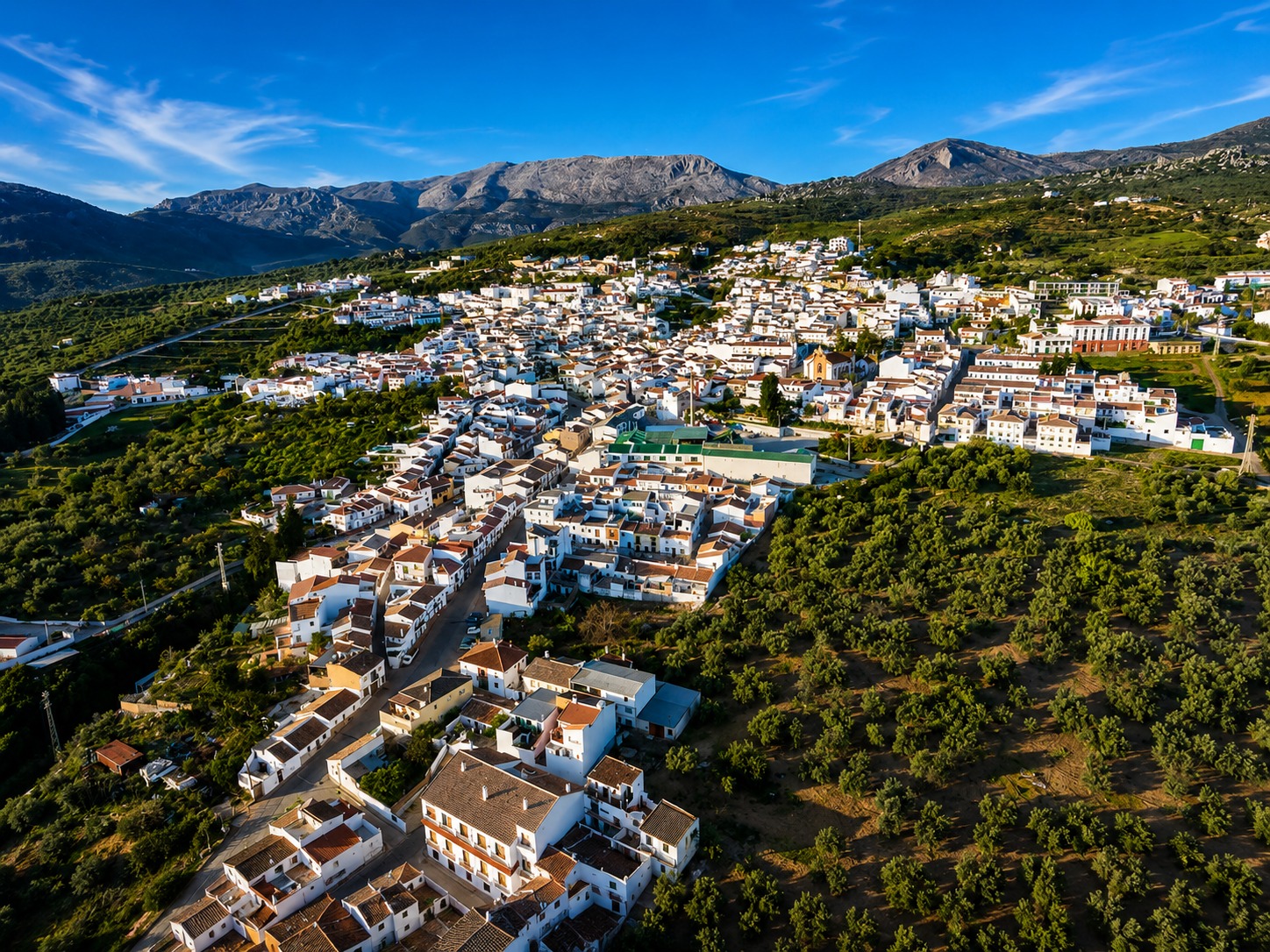 Verdial de Periana, variedad de aceituna local